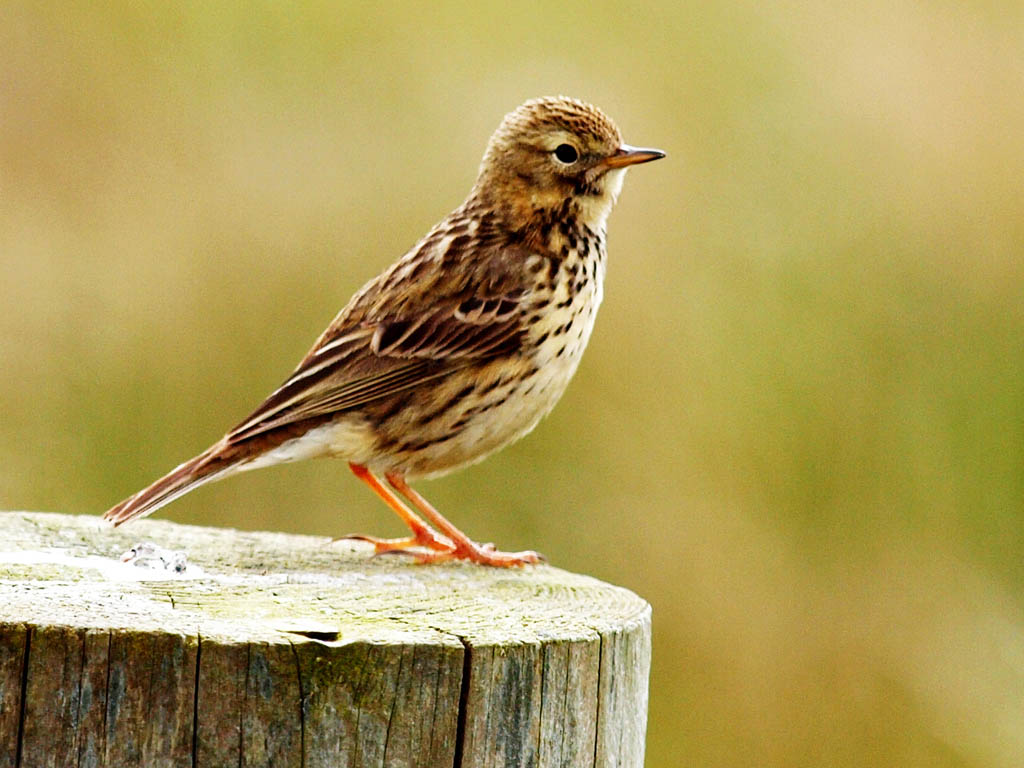 meadow pipit on Tiree